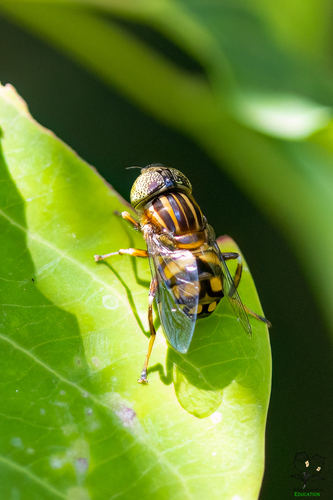 Native Drone Fly photo 3