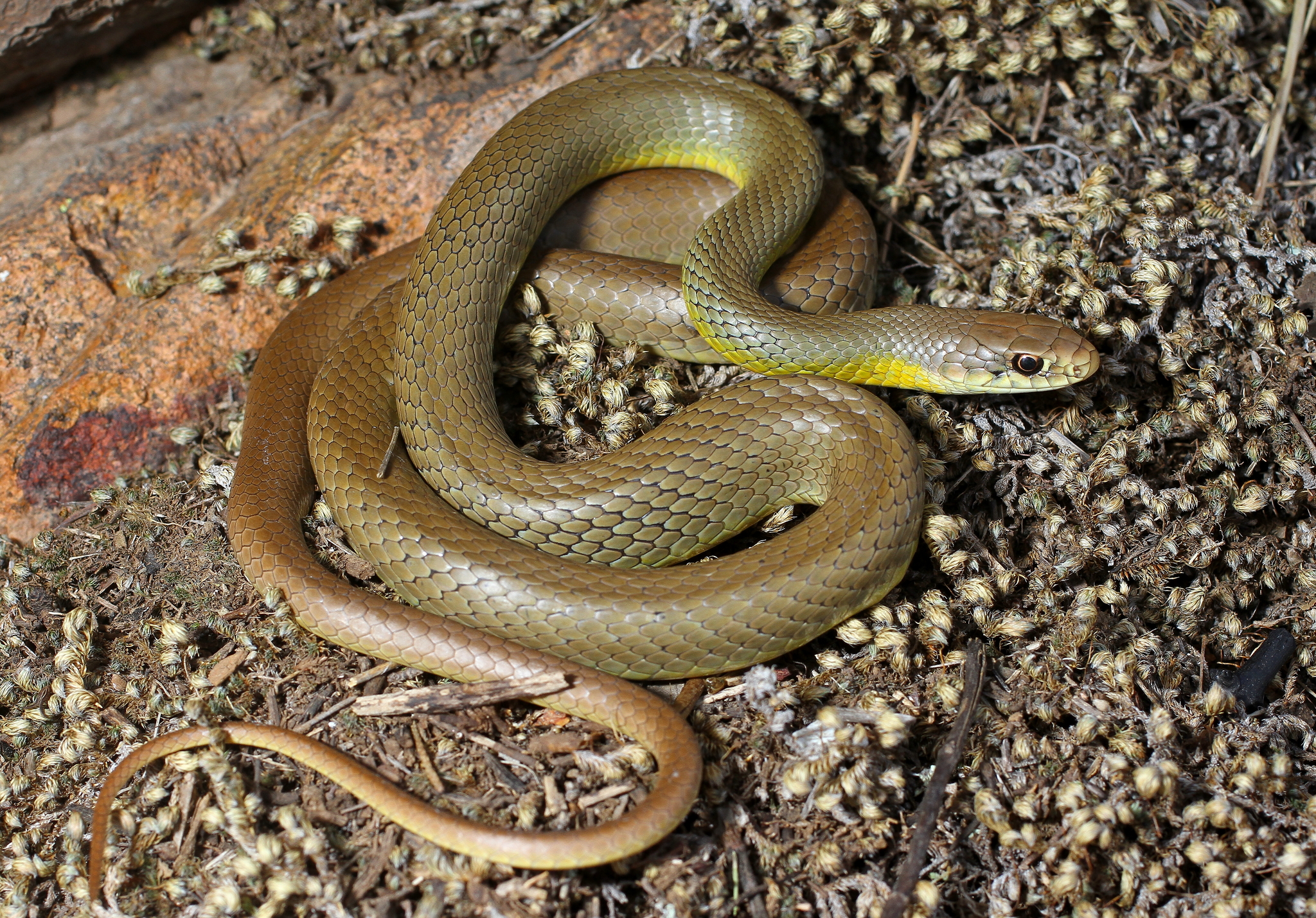 N Eastern Racers North American Racer Kansas Herpetofaunal Atlas
