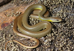 Eastern Racer photo 4