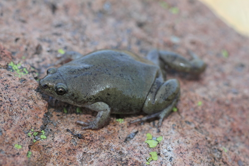 Western Narrow-mouthed Toad