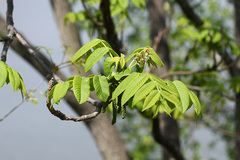 Juglans mandshurica