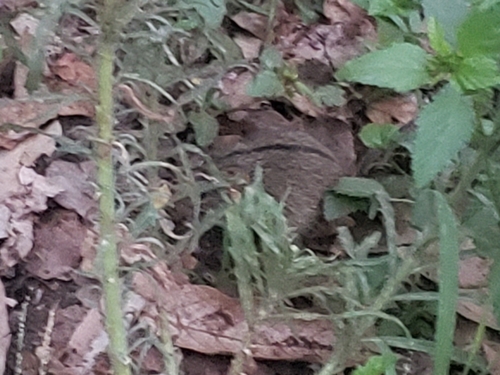 Single-Striped Lemniscomys