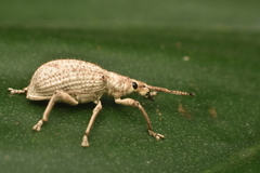 Eustylus