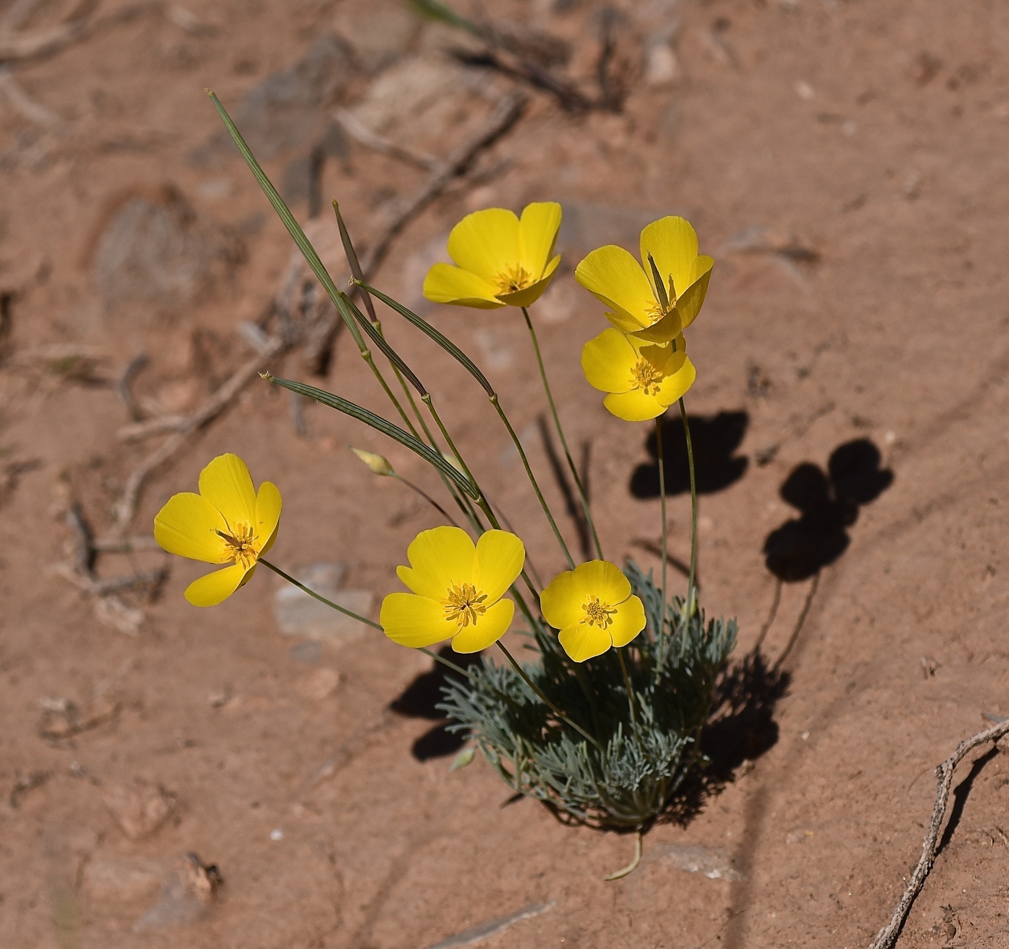 Eschscholzia glyptosperma
