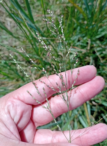 Panicum coloratum