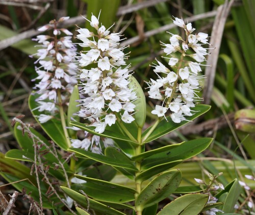 Veronica saxicola