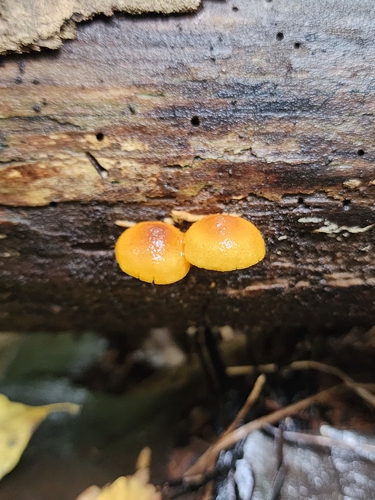 Pleuroflammula tuberculosa