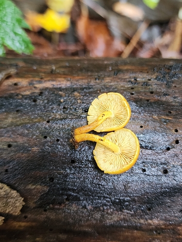 Pleuroflammula tuberculosa (Photo 2 of 4)