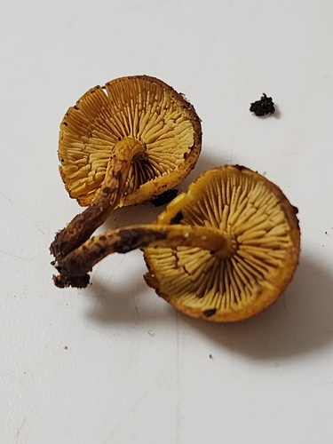 Pleuroflammula tuberculosa (Photo 4 of 4)