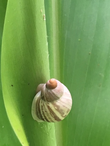 Eua zebrina observed 2019-03-05