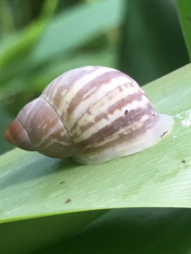 Striped Eua snail