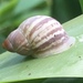 Tutuila Tree Snail - Photo (c) Ben Hayden, some rights reserved (CC BY-NC), uploaded by Ben Hayden