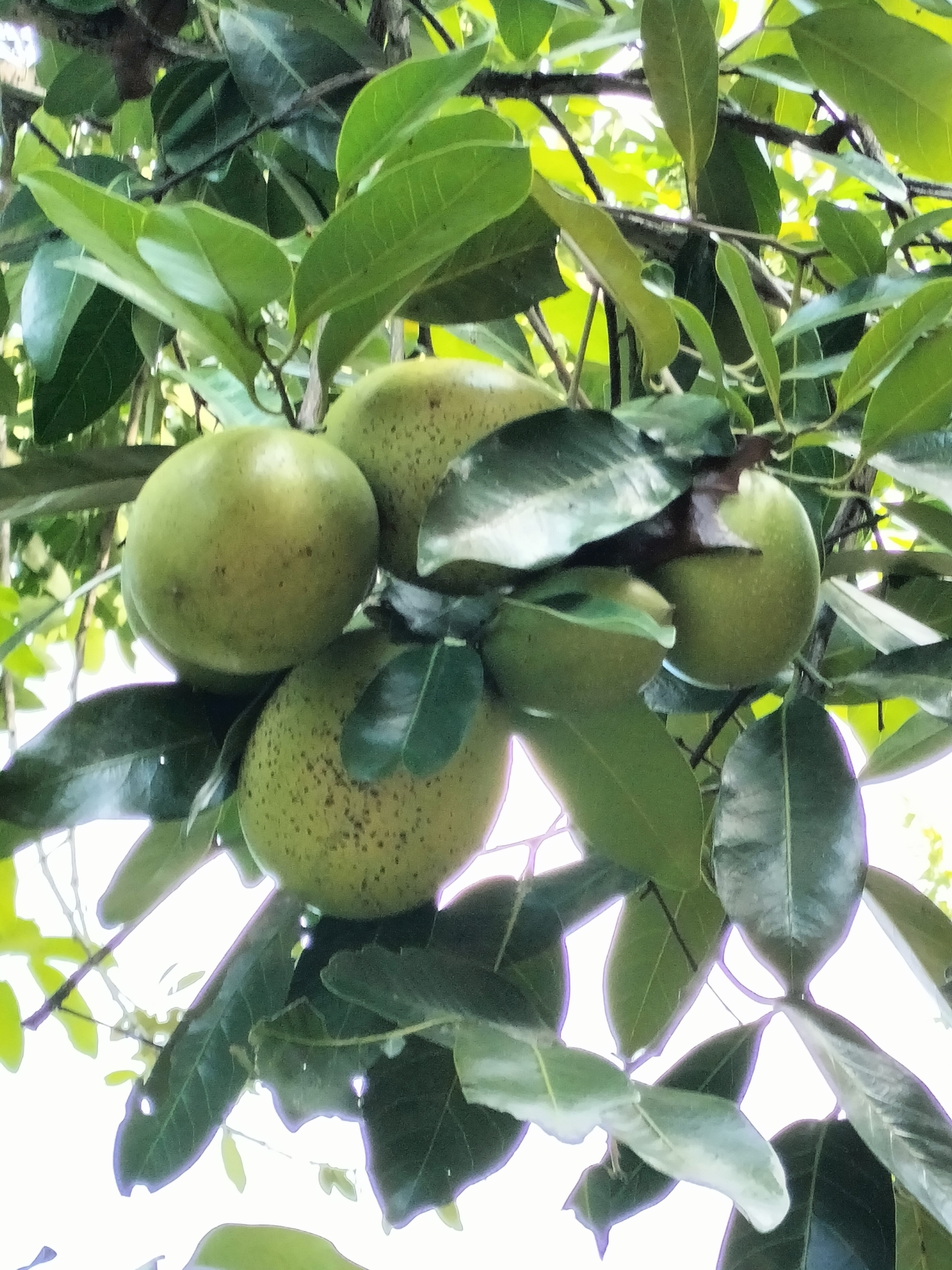 Imagem de Jabuticaba