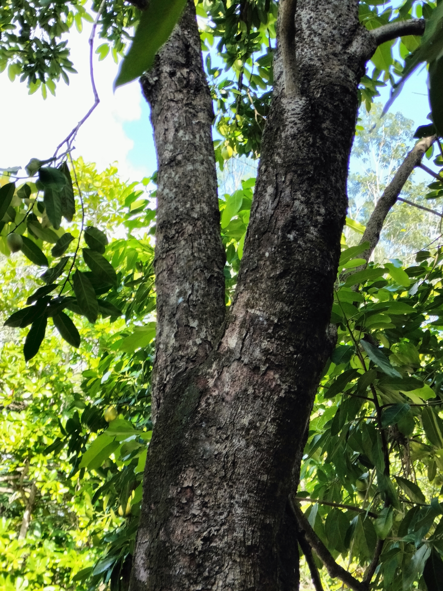 Imagem de Jabuticaba