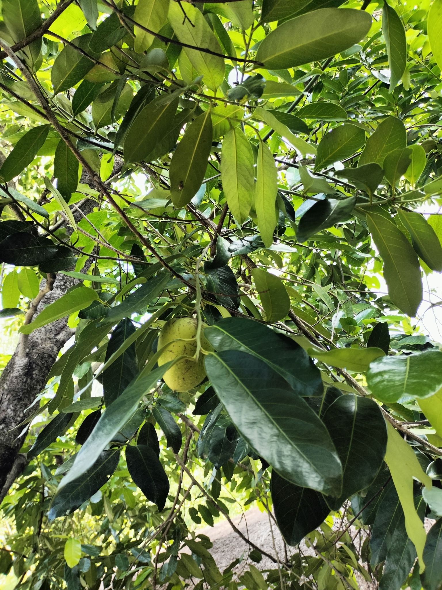 Imagem de Jabuticaba