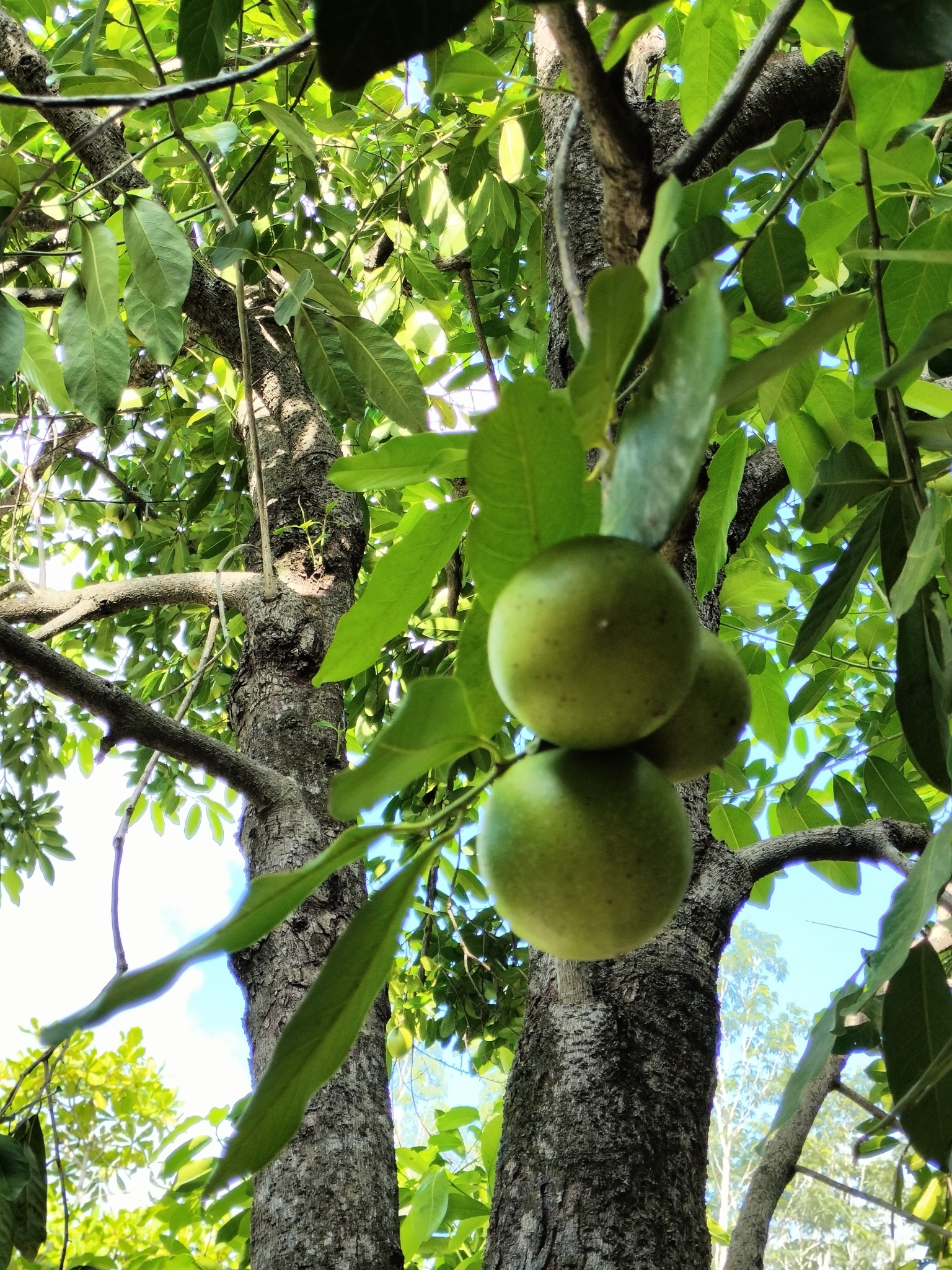 Imagem de Jabuticaba