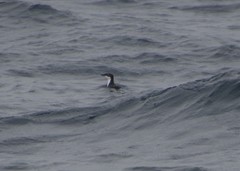 Synthliboramphus scrippsi