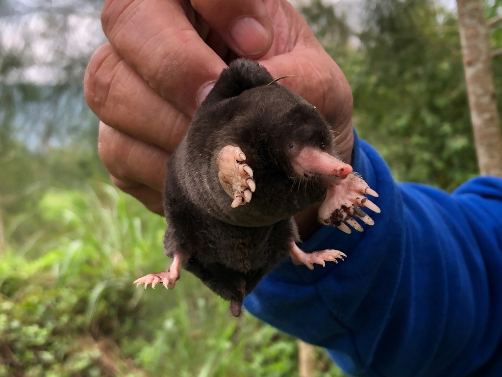 Kano's Mole