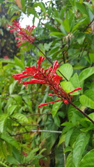 Odontonema