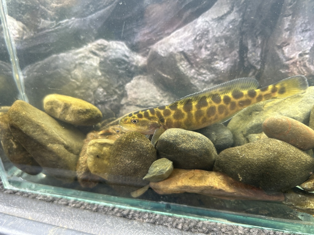 Twospine blackfish (Gadopsis bispinosus) — Percichthyidae