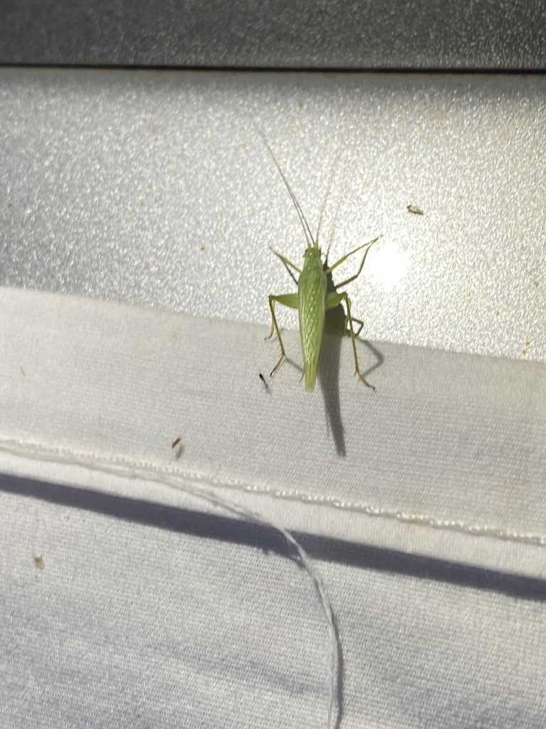 Fastcalling tree cricket from S Ware Rd, McAllen, TX, US on October 14, 2023 at 0913 PM by