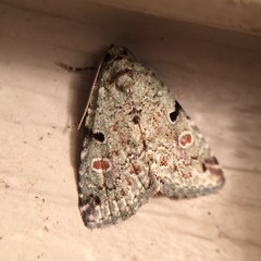 Maliattha concinnimacula