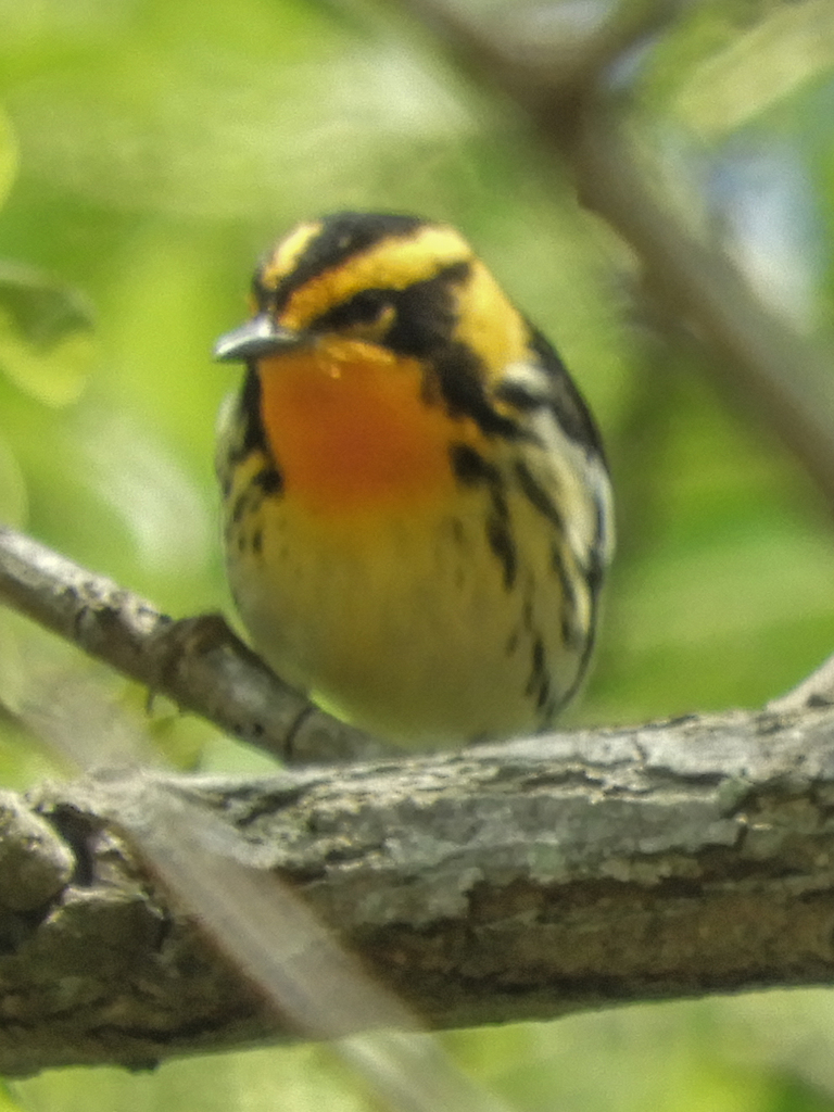 Blackburnian Warbler from Rowley, MA, USA on May 19, 2023 at 0102 PM