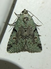 Maliattha concinnimacula