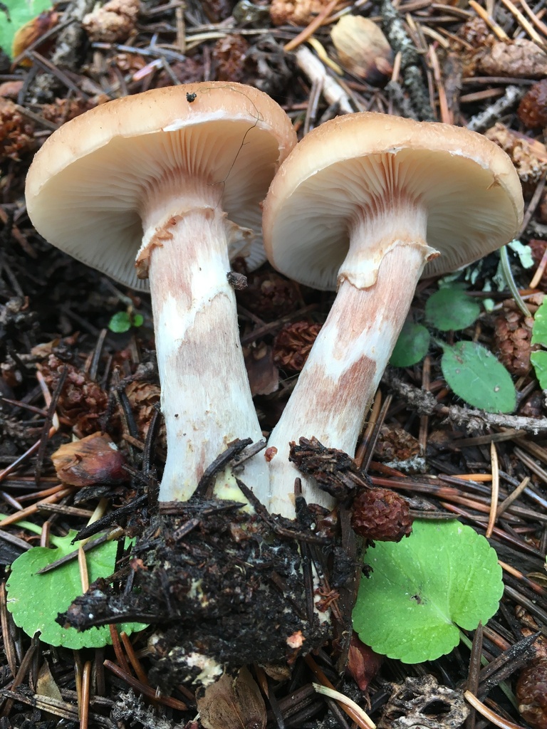 Armillaria altimontana
