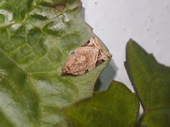 Neocalyptis affinisana