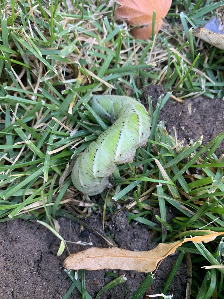 Carolina Sphinx from W Spring Park Cir, Riverton, UT, US on October 14 ...