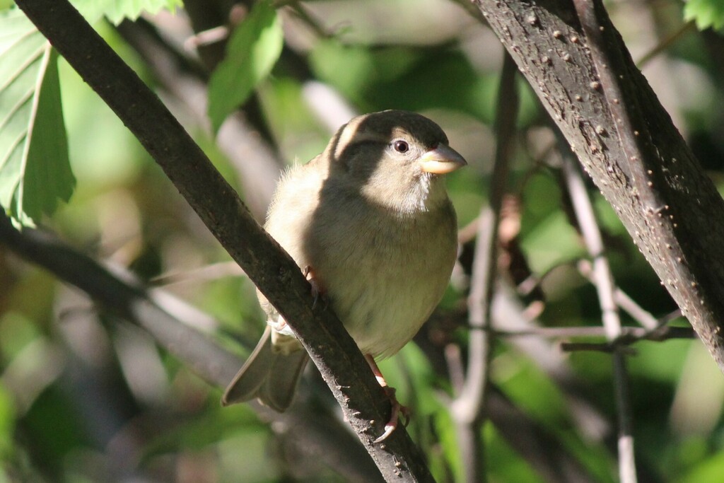 House Sparrow From Central Park West Historic District New York NY   Large 