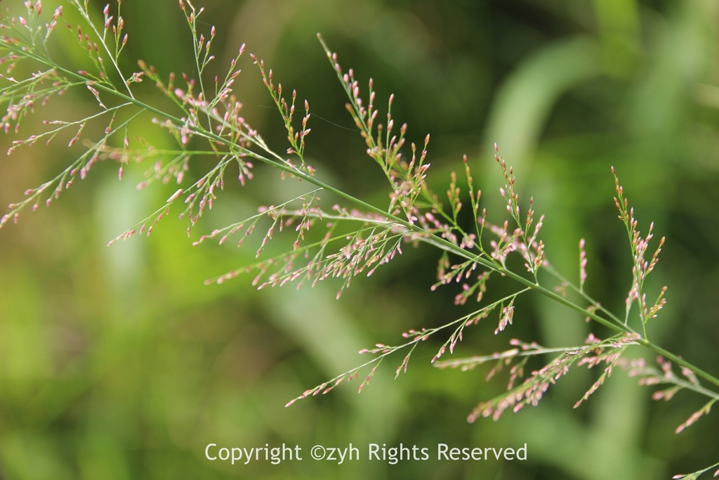Pond Lovegrass