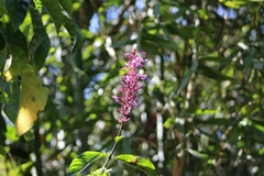 Odontonema callistachyum