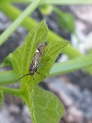 Esperia sulphurella