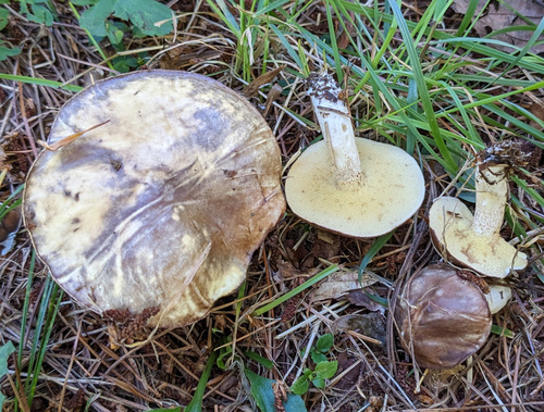 Suillus placidus