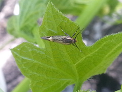 Esperia sulphurella