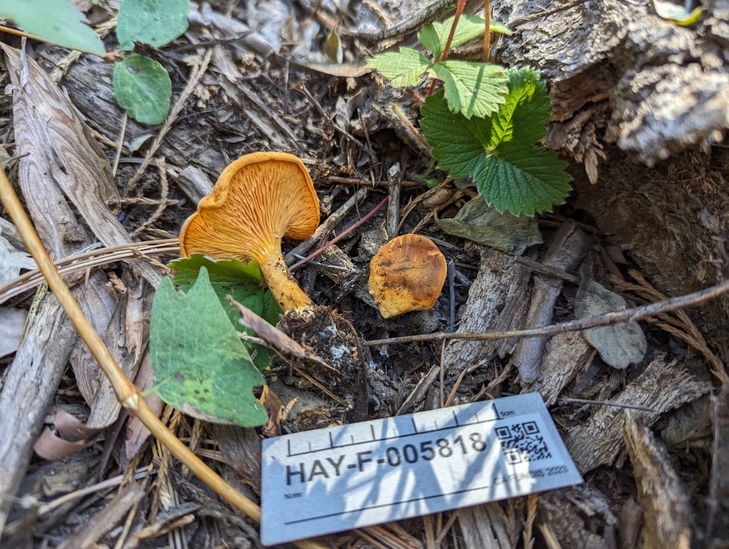 Hygrophoropsis sp. 'CA01'