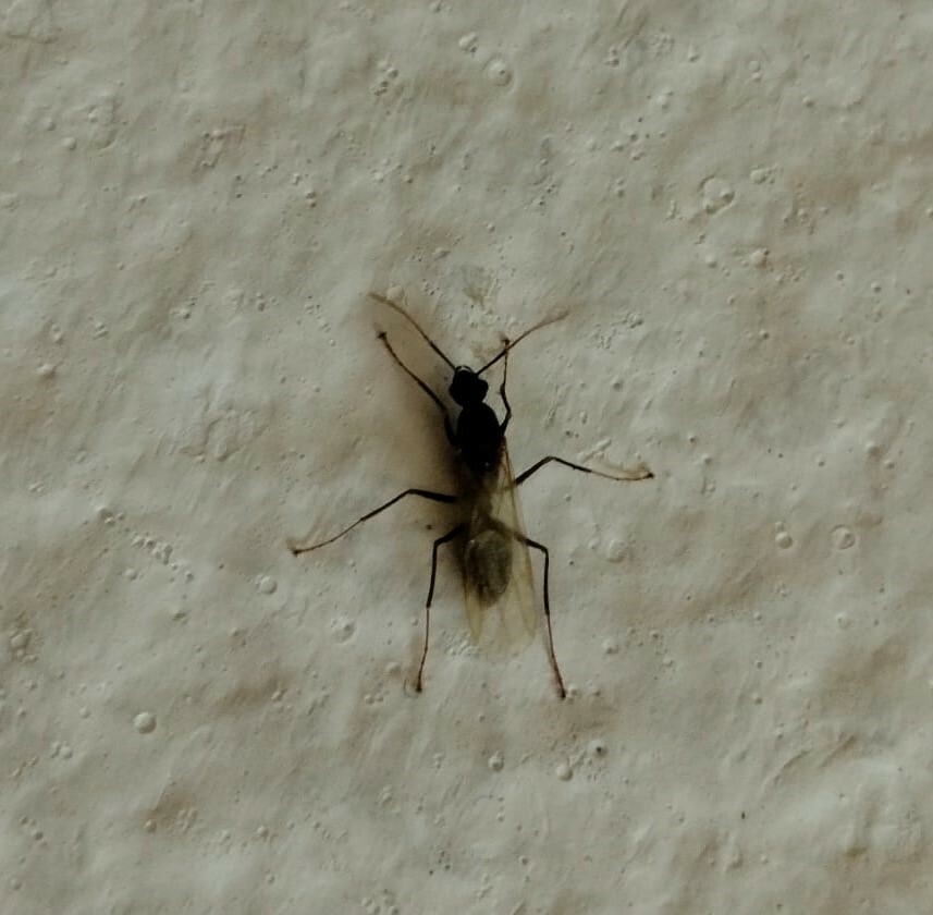 Myrmepomis
