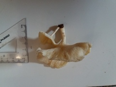Pleurotus