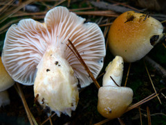 Hygrophorus flavodiscus