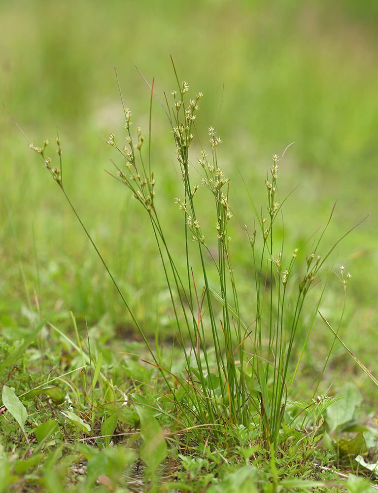 Juncus tenuis