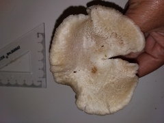 Pleurotus