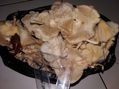 Pleurotus