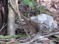 Pheugopedius maculipectus