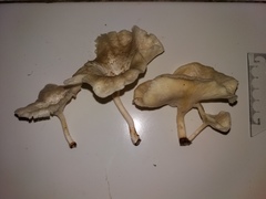 Pleurotus