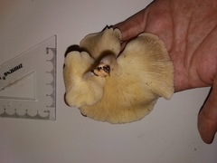 Pleurotus