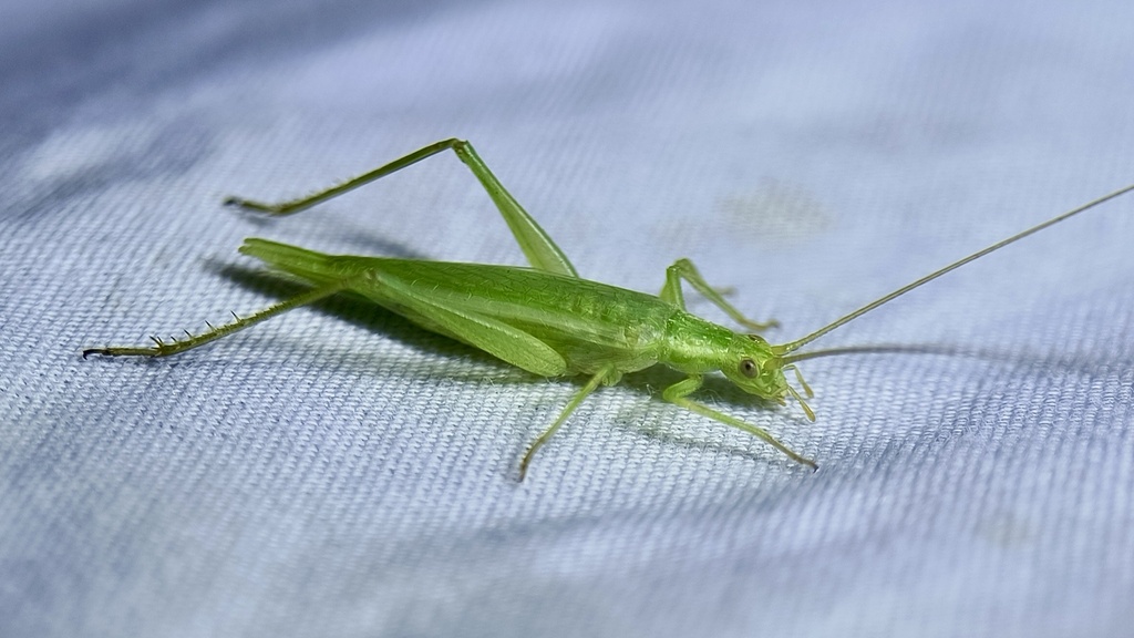 Fastcalling tree cricket from McAllen Convention Center, McAllen, TX, US on October 14, 2023 at
