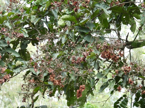 Image of Terminalia paniculata by (c) kumarkv, some rights reserved (CC BY)