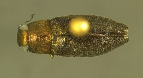 Flatheaded fir borer